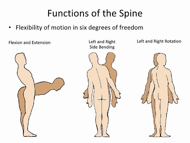 anatomy-of-spine-6-728